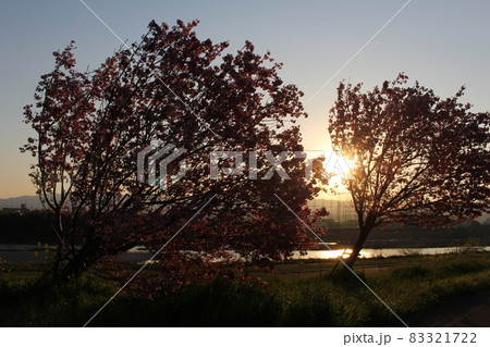 傾く桜の木の奥に沈む夕日 傾く桜の木の奥に沈む夕日 83321722