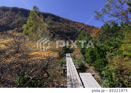 秋の姥ヶ平の木道 83321975