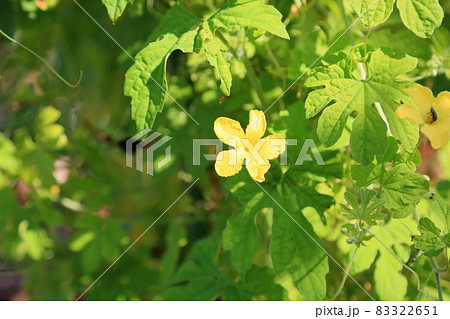 ゴーヤの花の写真素材