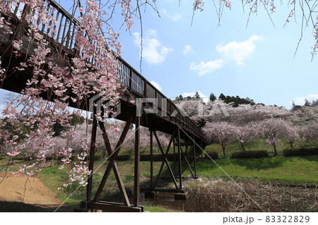 常陸風土記の丘のシダレザクラ 83322829