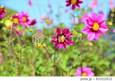 ダリアの花 ダリアの花 83322912