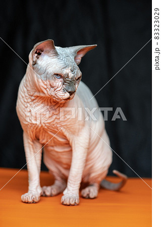 Hairless Canadian Sphynx - breed of cat known for its lack of fur. Portrait of male cat chocolate mink with white color on black and orange background. Hairless Canadian Sphynx - breed of cat known for its lack of fur. Portrait of male cat chocolate mink with white color on black and orange background. 83323029