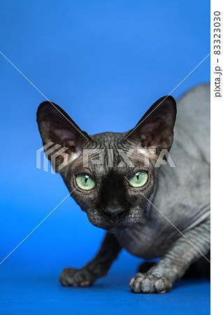 Canadian Sphynx - breed of cat known for its lack of fur. Close-up portrait of pretty hairless female cat on blue background. Canadian Sphynx - breed of cat known for its lack of fur. Close-up portrait of pretty hairless female cat on blue background. 83323030