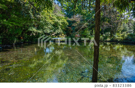 富士山本宮浅間大社 湧玉池 富士山本宮浅間大社 湧玉池 83323386