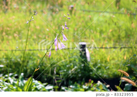 ギボウシの花 ギボウシの花 83323955