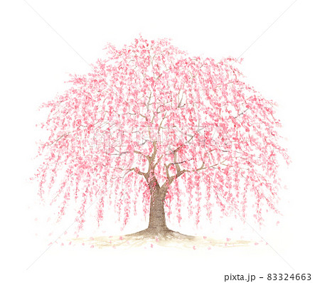 大きなしだれ桜の木 水彩イラストのイラスト素材