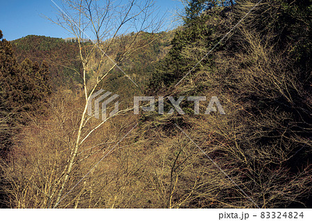 空青く、高く、落ち葉ふみしめ裸木の中を歩く 83324824