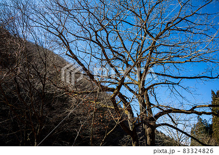 空青く、高く、落ち葉ふみしめ裸木の中を歩く 83324826