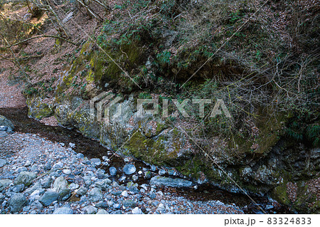 空青く、高く、落ち葉ふみしめ裸木の中を歩く 83324833