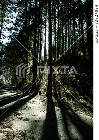 空青く、高く、落ち葉ふみしめ裸木の中を歩く 83324834