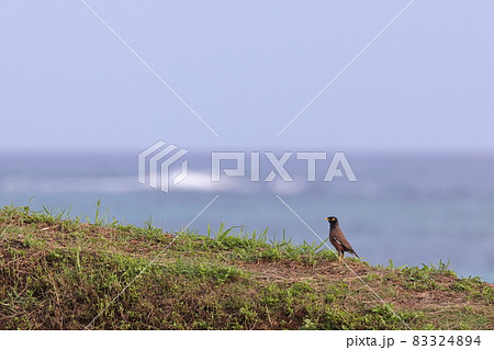 生き物　野鳥　インドハッカ、十月。石垣島の海辺の公園で記念写真 83324894
