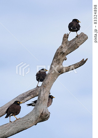 生き物　野鳥　インドハッカ、石垣島の公園で。十数羽の群れが海辺の公園にいました 83324898