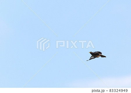 生き物　野鳥　インドハッカ、飛ぶと翅の白斑が目立ちます 83324949