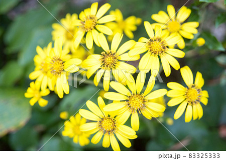 ツワブキの花 ツワブキの花 83325333