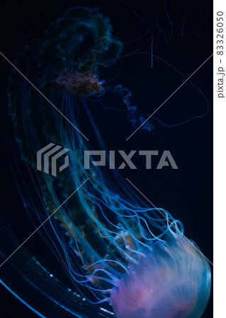 水族館のクラゲ 水族館のクラゲ 83326050