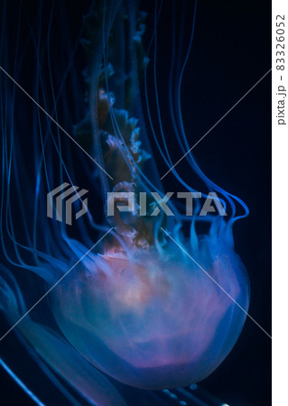水族館のクラゲ 83326052