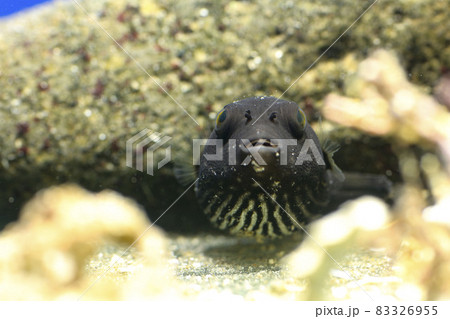 フグ サザナミフグ サザナミフグ幼魚 フグ サザナミフグ サザナミフグ幼魚 83326955
