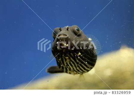フグ　サザナミフグ　サザナミフグ幼魚 83326959