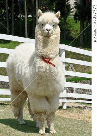 アルパカさん 83327777