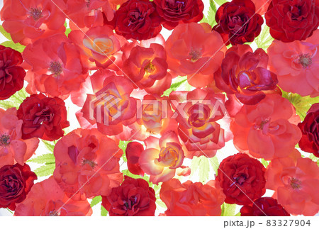 花手水 花手水 83327904