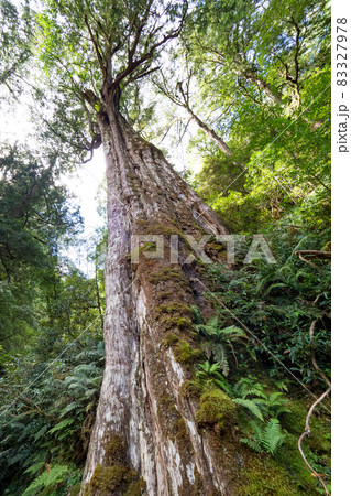 Red cypress trees in Taiwan. 83327978