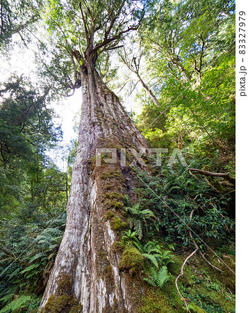 Red cypress trees in Taiwan. 83327979