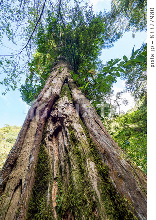 Red cypress trees in Taiwan. 83327980