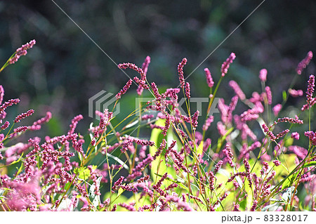 イヌタデ（犬蓼） 83328017