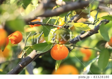 みかんをついばむメジロ 83328180