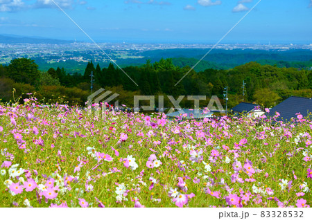 となみ夢の平スキー場 コスモス 砺波市 となみ夢の平スキー場 コスモス 砺波市 83328532