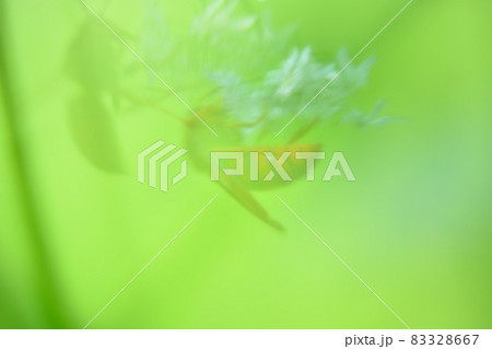 ブレボケ 83328667