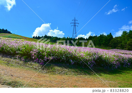 となみ夢の平スキー場　コスモス　秋　砺波市 83328820