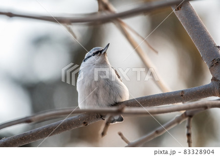 Eurasian nuthatch or wood nuthatch, lat. Sitta europaea, sitting on a tree branch with a blurred background. 83328904