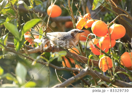 みかんをついばむヒヨドリ みかんをついばむヒヨドリ 83329730