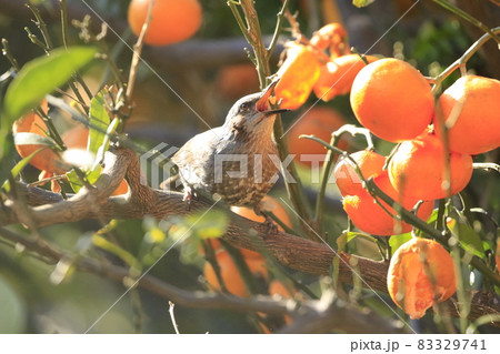 みかんをついばむヒヨドリ　 83329741