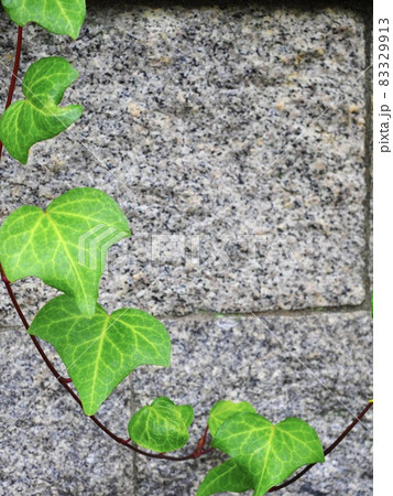 オシャレな植物 グリーン オシャレな植物 グリーン 83329913