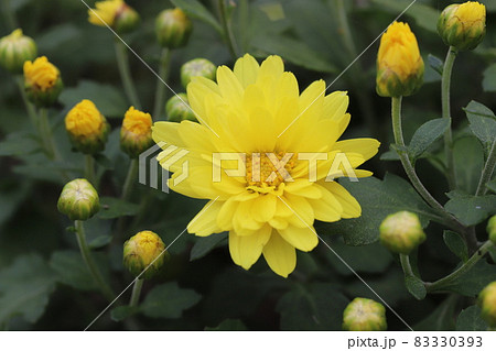 秋の庭に咲くポットマム（洋菊）の黄色い花 83330393
