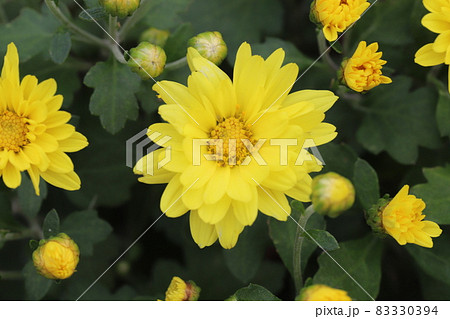 秋の庭に咲くポットマム（洋菊）の黄色い花 83330394