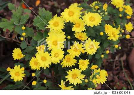 秋の庭に咲くポットマム(洋菊)の黄色い花 秋の庭に咲くポットマム(洋菊)の黄色い花 83330843