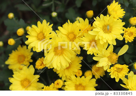 秋の庭に咲くポットマム(洋菊)の黄色い花 秋の庭に咲くポットマム(洋菊)の黄色い花 83330845