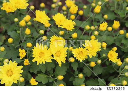 秋の庭に咲くポットマム(洋菊)の黄色い花 秋の庭に咲くポットマム(洋菊)の黄色い花 83330846