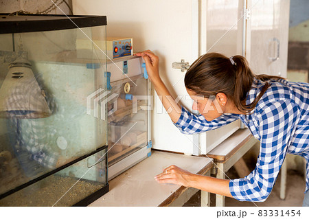 Female farmer inspecting eggs in incubator 83331454