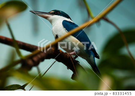 White-throated kingfisher sitting on tree branch Halcyon smyrnensis 83331455