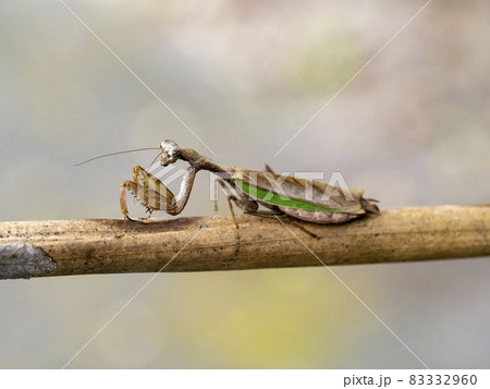 ヒメカマキリの成虫 83332960
