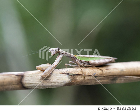 ヒメカマキリの成虫 83332963
