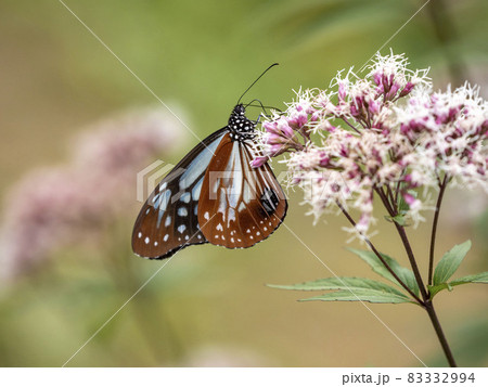 フジバカマの花に来たオスのアサギマダラ フジバカマの花に来たオスのアサギマダラ 83332994