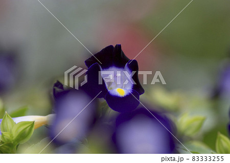 トレニアの花 トレニアの花 83333255