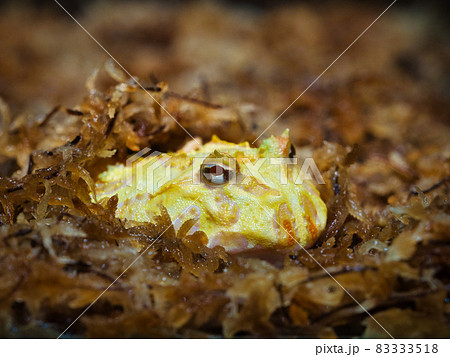 埋もれるベルツノガエル 埋もれるベルツノガエル 83333518