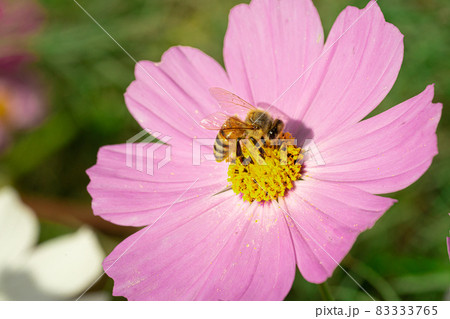 コスモスと蜂 83333765