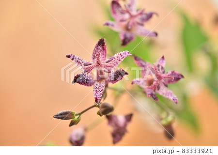 ホトトギス　花 83333921